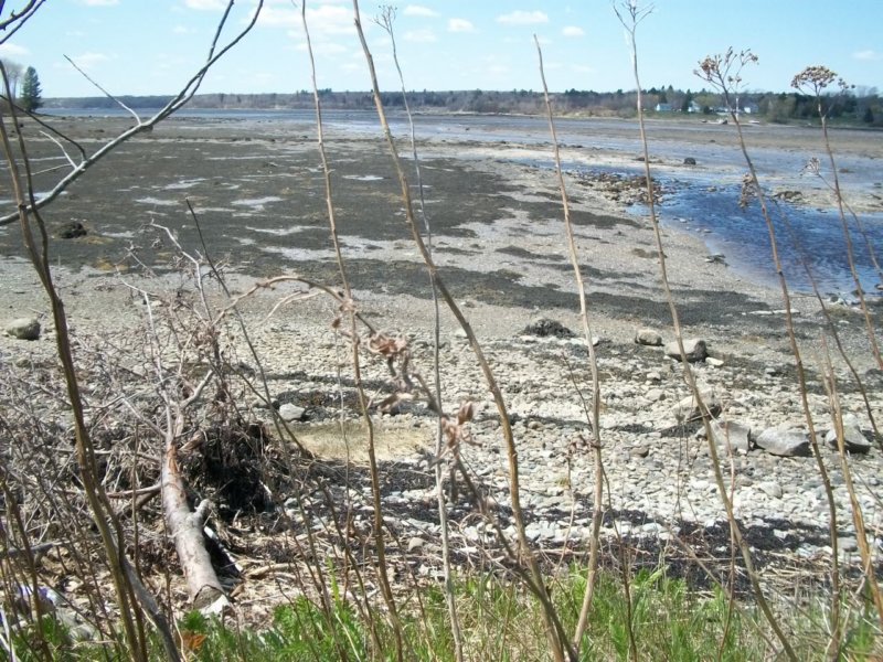 capej_042912_millcove_lowtide.jpg