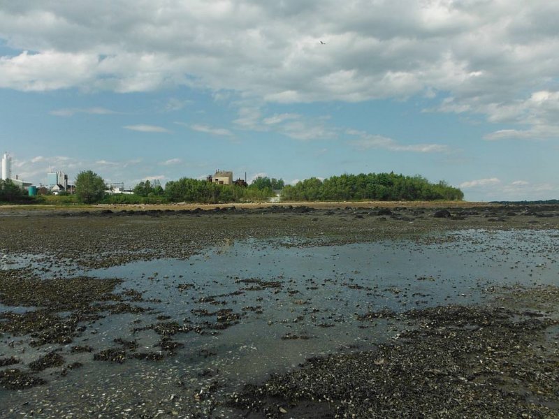 gacshore_072113_01b_sandbar_3_mussels.jpg