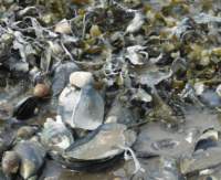 gacshore_072113_01b_sandbar_7_mussels2_perwinks_small.jpg