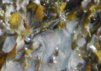 gacshore_072113_01b_sandbar_9_mussels3a_discolored_rweed_small.jpg