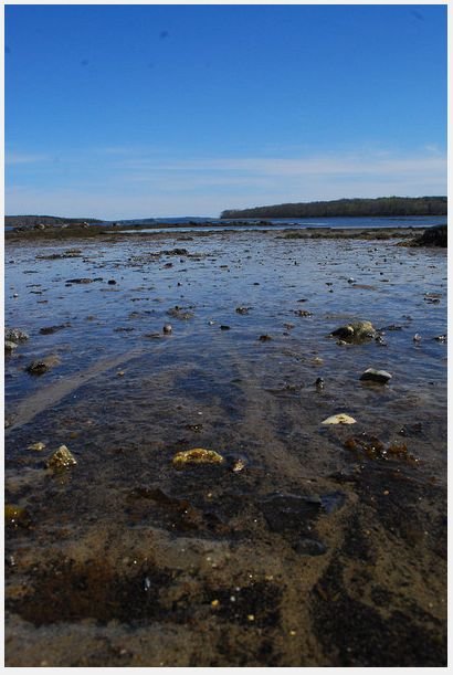 gacshore_050612_k_testcove_mudflat.jpg