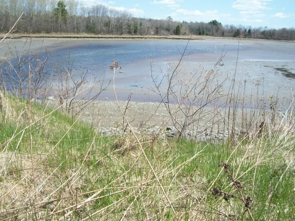 capej_042912_millpond_lowtide.jpg